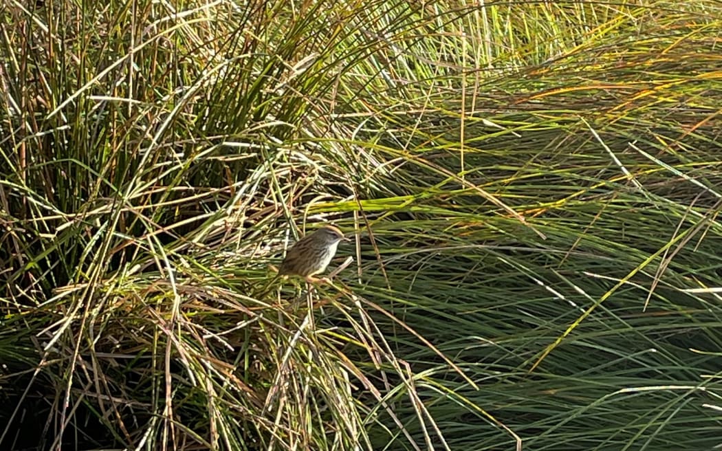 Mātātā Fern bird spotted in Taupō Swamp near Plimmerton.