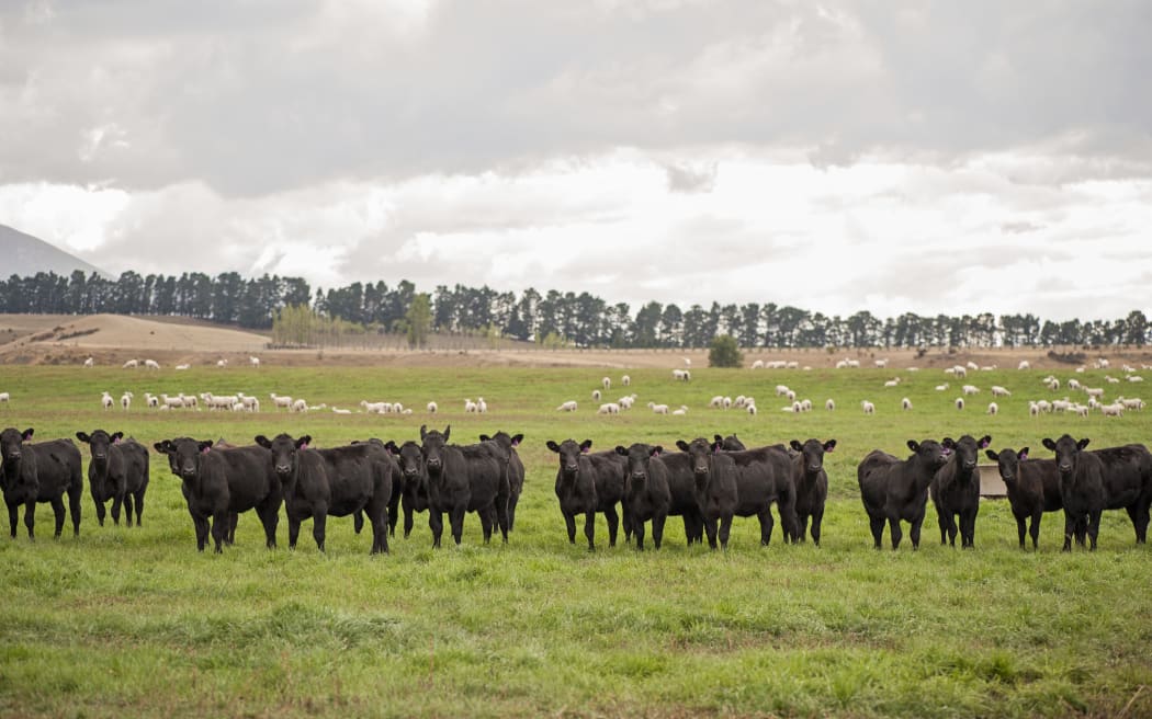 Cattle stand in a farm paddock.