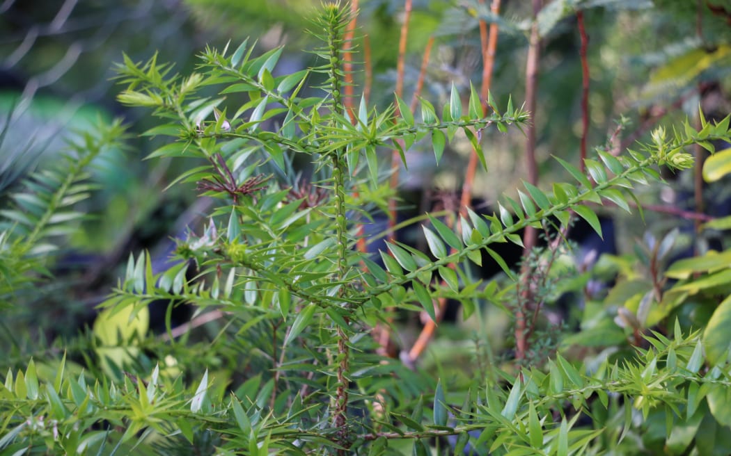 West Coast Agroforestry