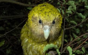 A close in shot of a kākāpō standing on a branch.