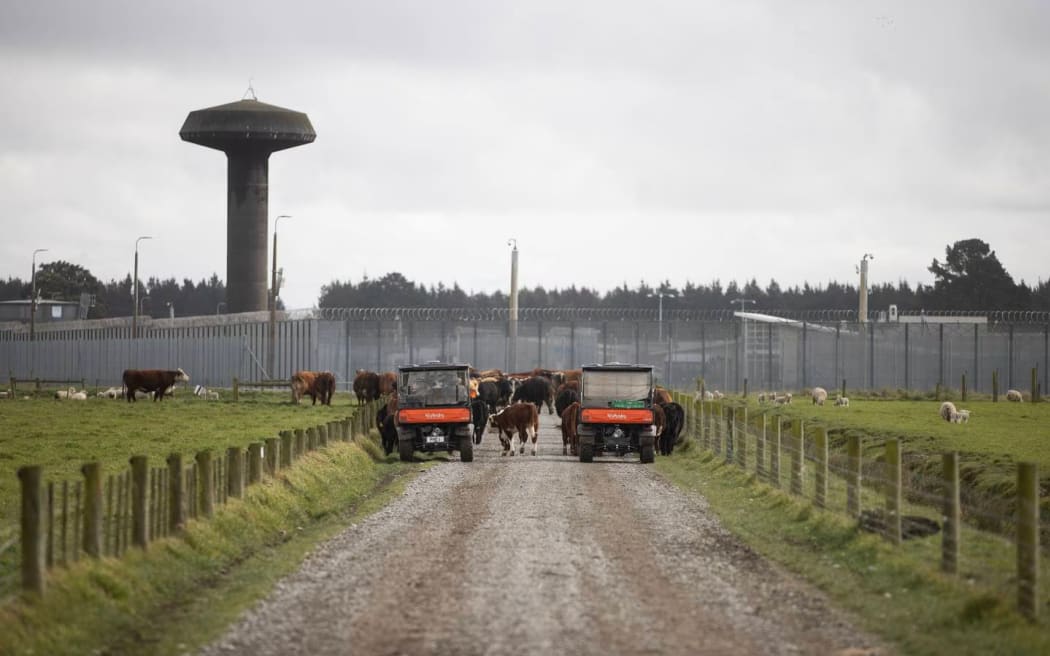 Prisoners driving the ATVs move some beasts. Christchurch Men's Prison.