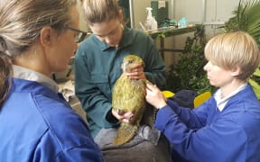 Adult female kākāpō Ihi receiving medical treatment at Auckland Zoo.