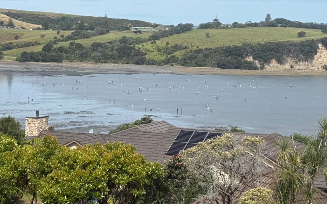 People harvesting sea life at Army Bay.