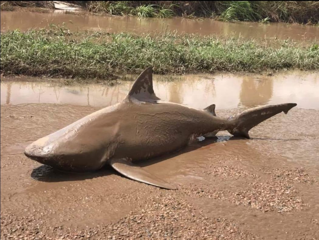 A bull shark washed up in Ayr, Queensland, following flooding in the aftermath of Cyclone Debbie