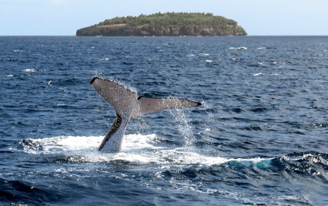 Tonga is one of the few countries in the world where it is legal for people to swim with whales, although some conservationists are calling for an end to commercial swimming with whales operations.