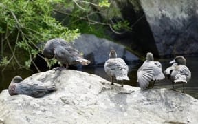 Five grey-blue ducks sit facing away from the camera on a rock next to a river. One is loafing, curled up with its beak tucked. The other four are standing; one is preening, one has its wing slightly extended, and one looks back at the camera.