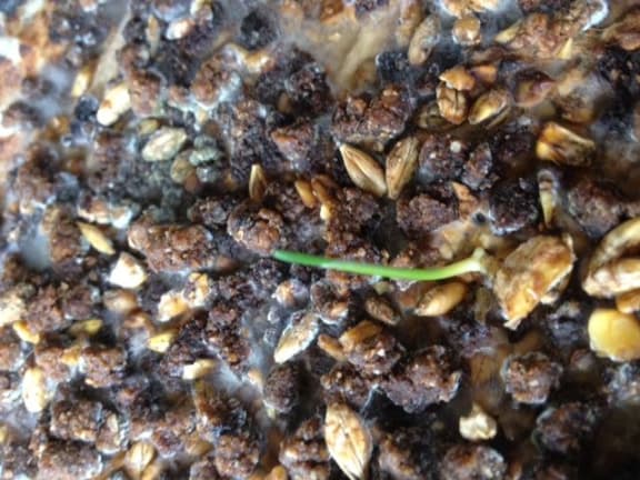 Colin Mackinnon claims viable plant matter has beeen found in extruded chicken meal from imported grain