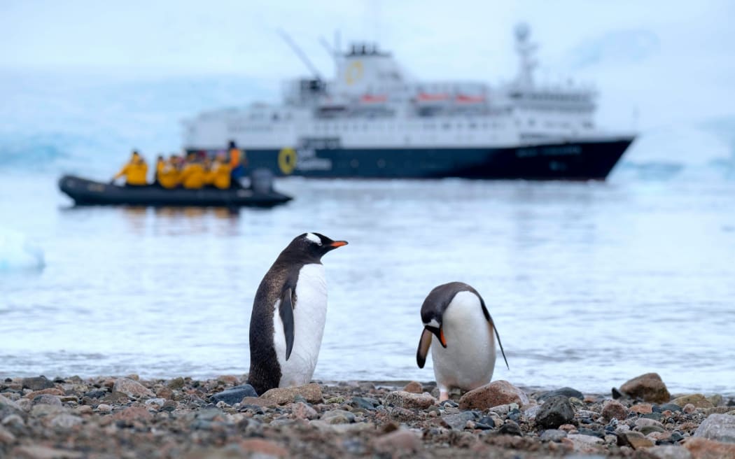 Pingüinos Gentoo en la playa rocosa de la isla Danko (Península Antártica).  Barco de Quark Expeditions al fondo.