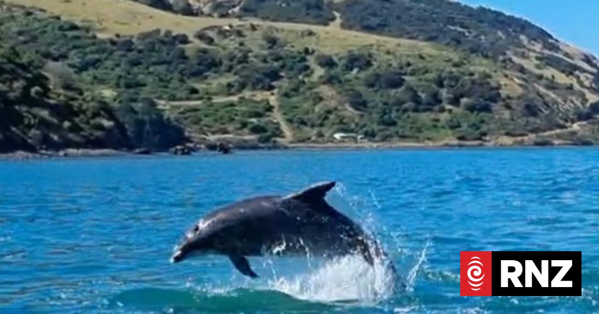 Decapitated dolphin washes up in Coromandel