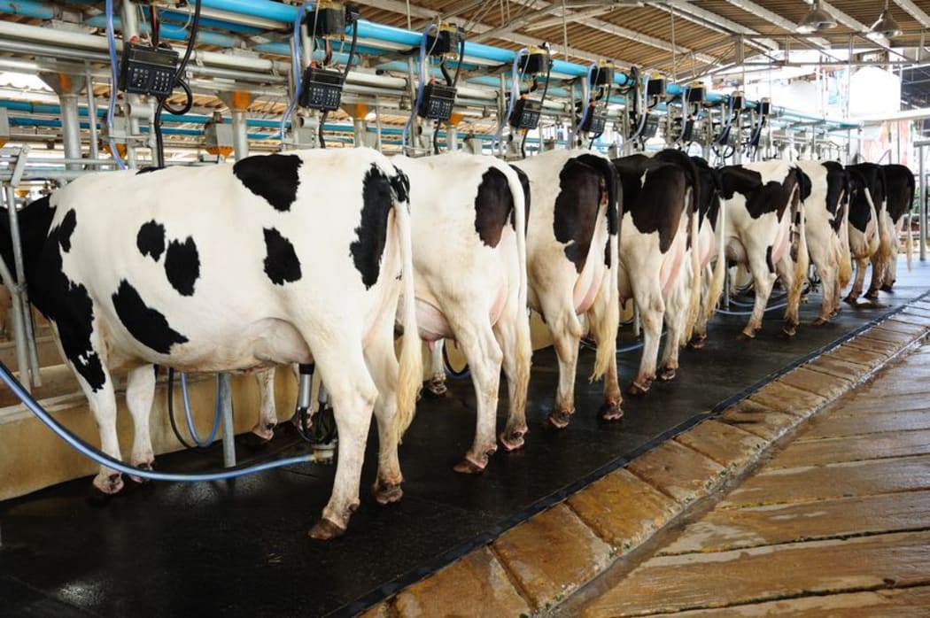 Cows, milking