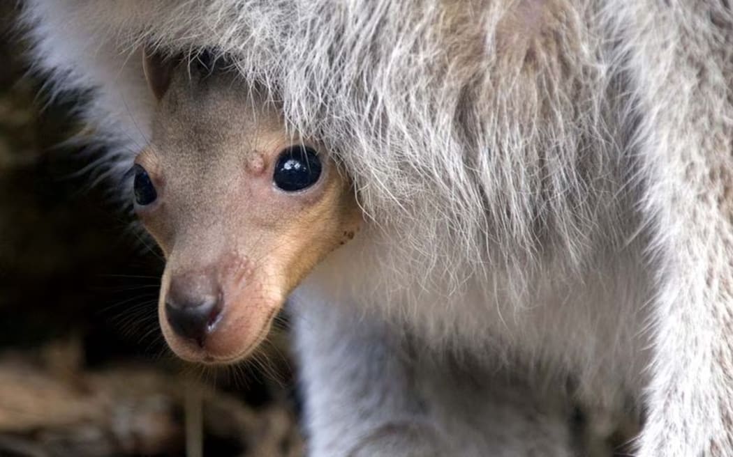 Activists say the decapitation or bludgeoning of joeys is unacceptable.