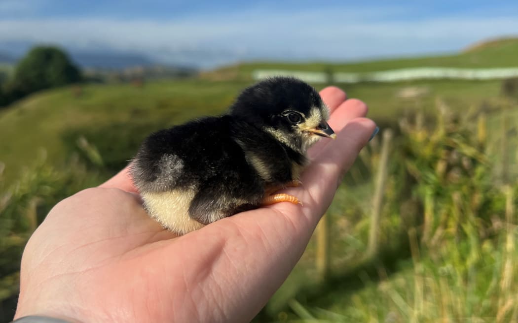 About 160 birds have been rehomed so far, with another 30 or so chicks ready to go.