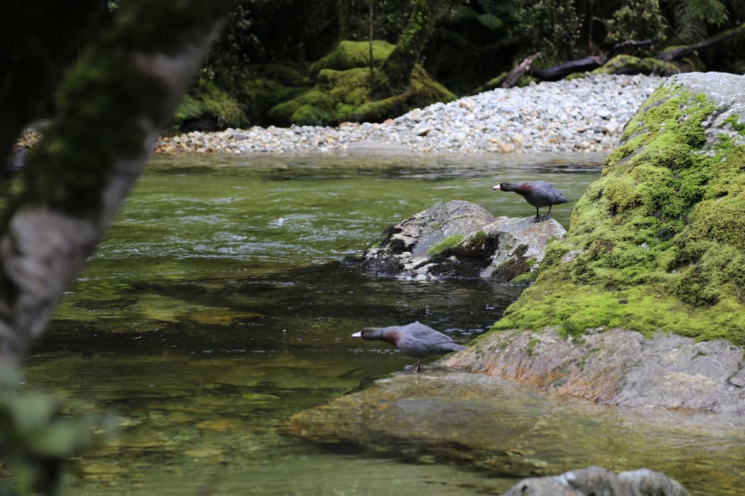 Whio in Fiordland