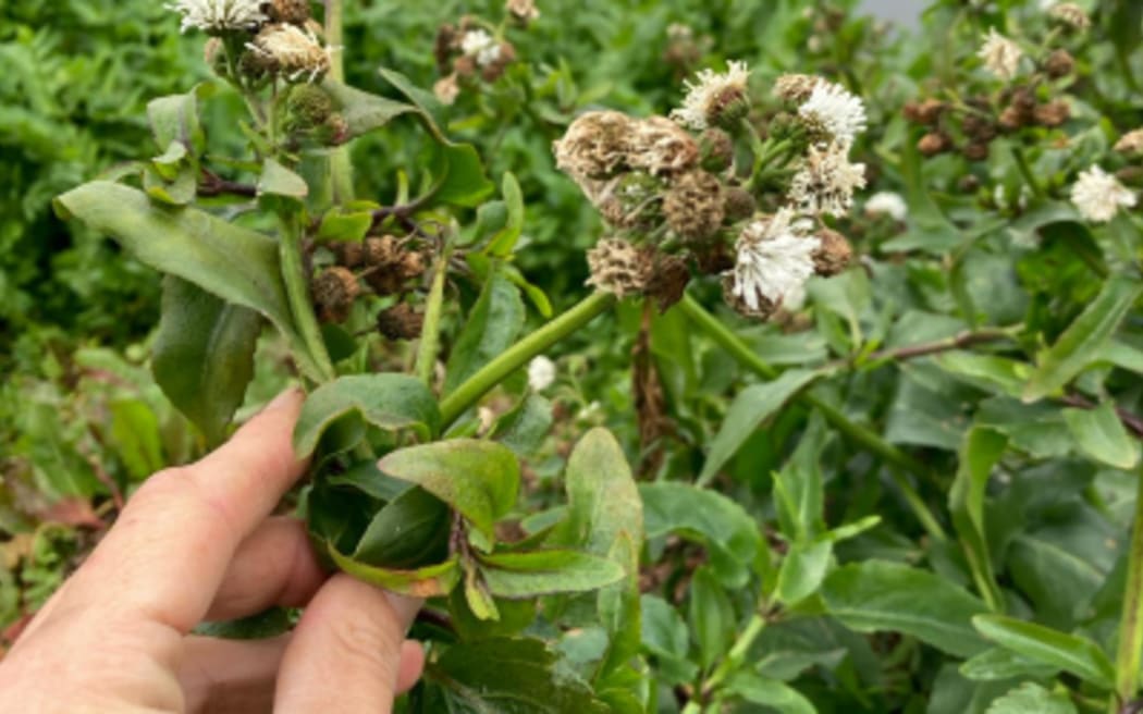 Senegal tea has been found in Hawke's Bay for the first time.