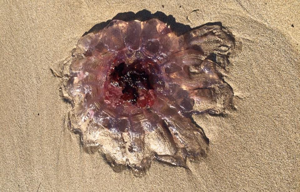 A lion's mane jellyfish which washed up on a Great Barrier Island beach on Saturday.