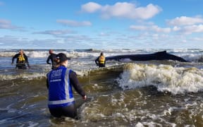 Rescuers attempt to refloat one of two stranded whales on Ripiro Beach.