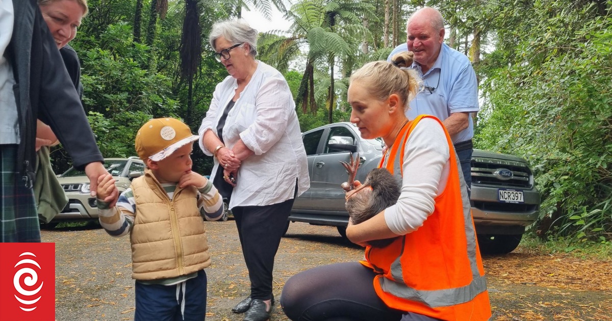 Release of kiwi into Te Papa-Kura-o-Taranaki steps up - Vimarsana News