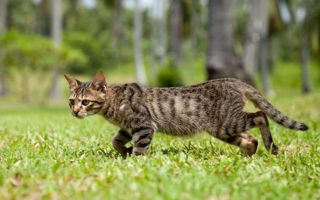 feral cat