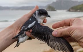 A Kuaka/Whenua Hou Diving Petrel being checked on Whenua Hou/Codfish Island.