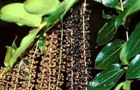 Tutu (Coriaria arborea)