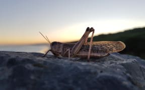 Twilight locusts