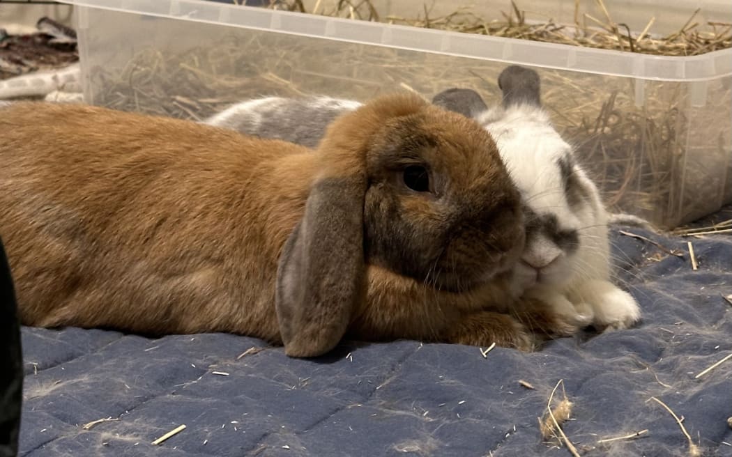 Thank you from my bunnies Jasper (white and grey) and Piper (ginger) in Auckland. Piper isn’t fazed by the fireworks but our tripod boy Jasper is, normally he’s hiding in his tunnel trembling but tonight he’s chilling and even eating. 