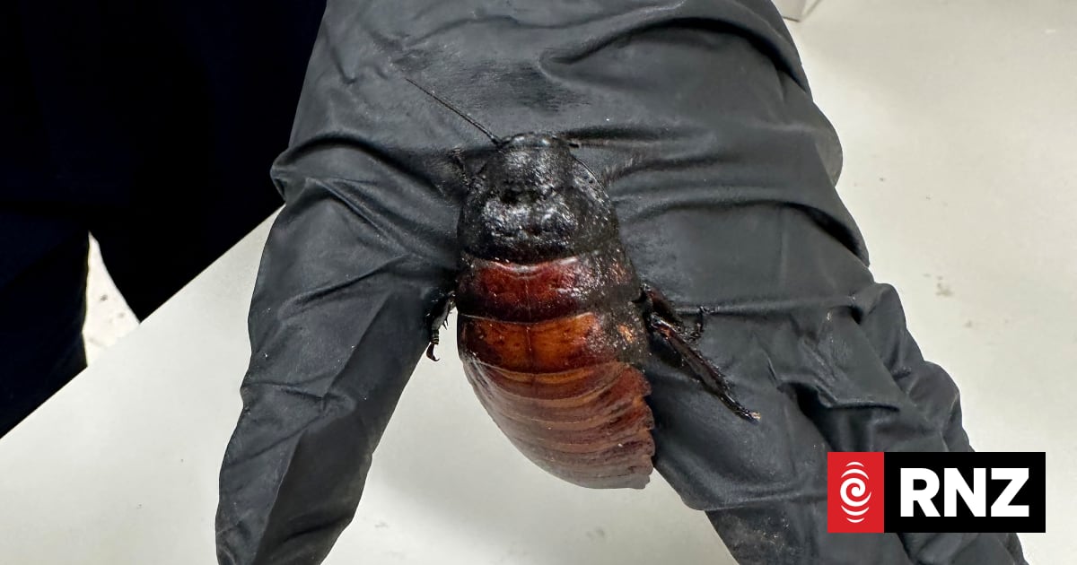 Australia seizes 100,000 cockroaches in bug-breeder bust | RNZ