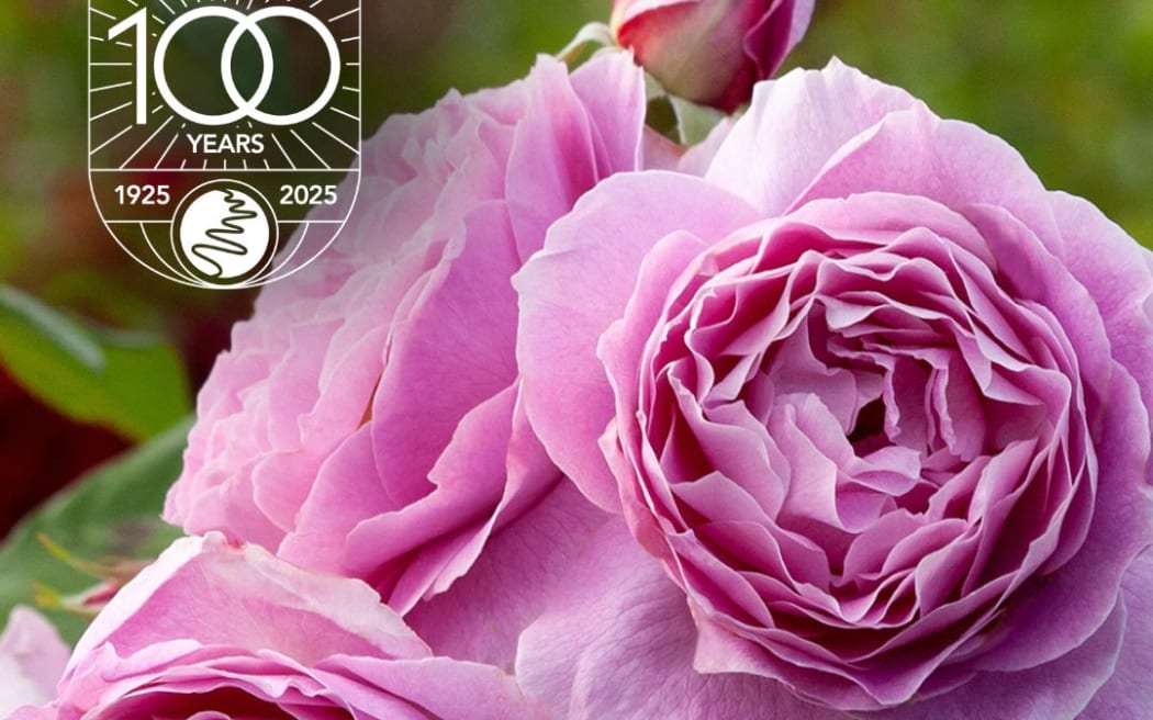 Rural Women New Zealand has commissioned a Whanganui nursery to develop a rose to mark its centenary.