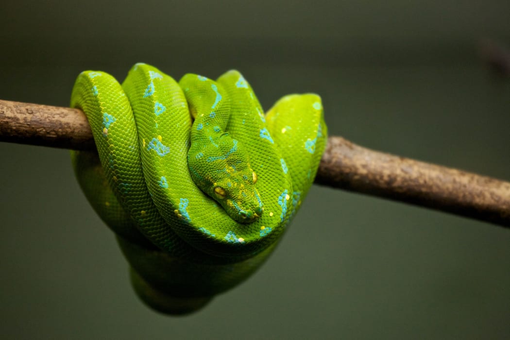 green snake. snake. generic