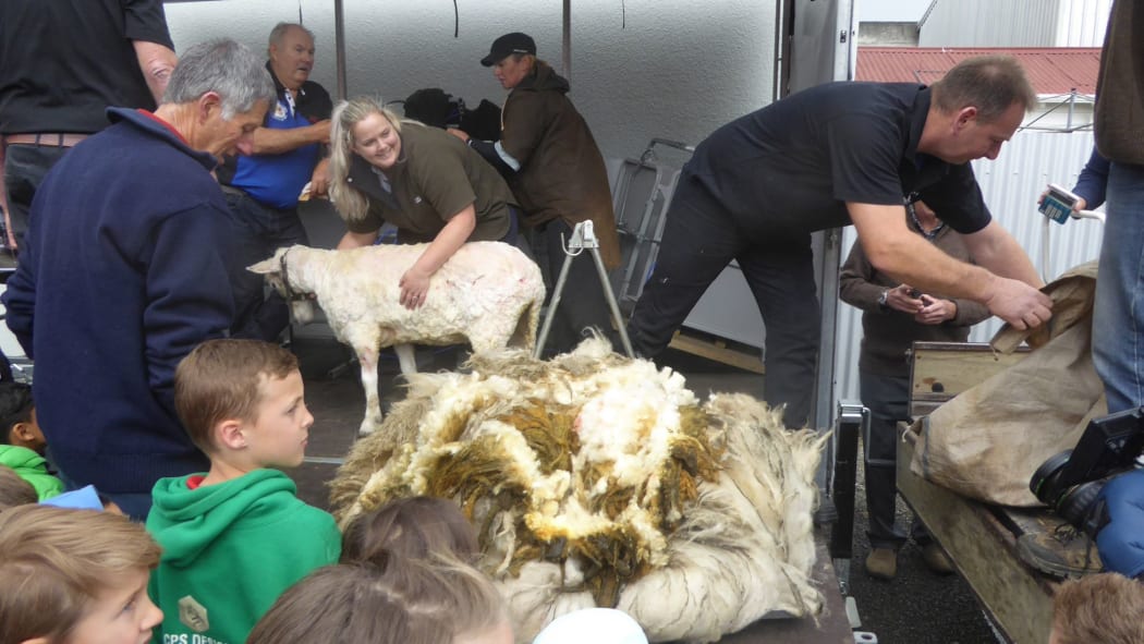 A newly short Suzy stands near her 14.6kg fleece.
