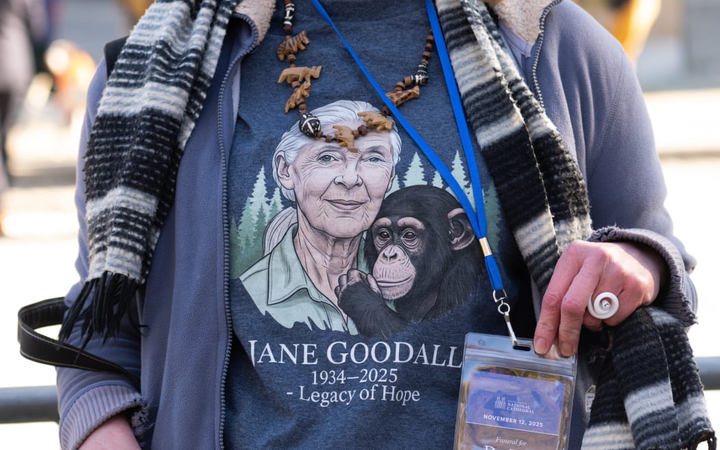 A person waits to enter funeral services for Jane Goodall, the chimpanzee expert and environmentalist at the Washington National Cathedral in Washington, DC, November 12, 2025. Goodall, who transformed the study of chimpanzees and became one of the world's most revered wildlife advocates, died at the age of 91, her institute announced on October 1, 2025. (Photo by SAUL LOEB / AFP)