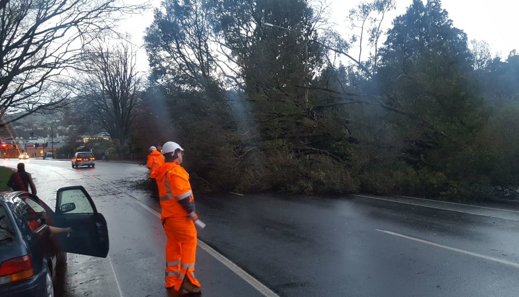 Strong winds have toppled a tree onto the road at The Gardens Corner, Dunedin.