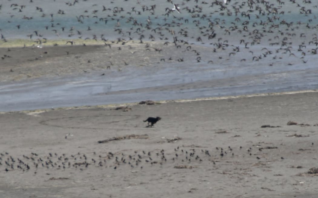 A dog chasing oystercatchers and godwits at Avon Heathcote Estuary.