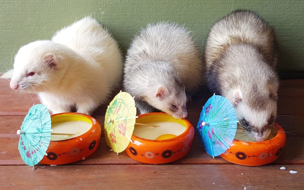 Khoshekh, Katya and Kitbus (aka Bus).