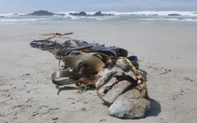This bull kelp holdfast contains local rocks, but sometimes rocks are moved hundreds of kilometres from their source as they raft with the kelp. The offshore rocks in the background mark the uplifted edge of a fault.