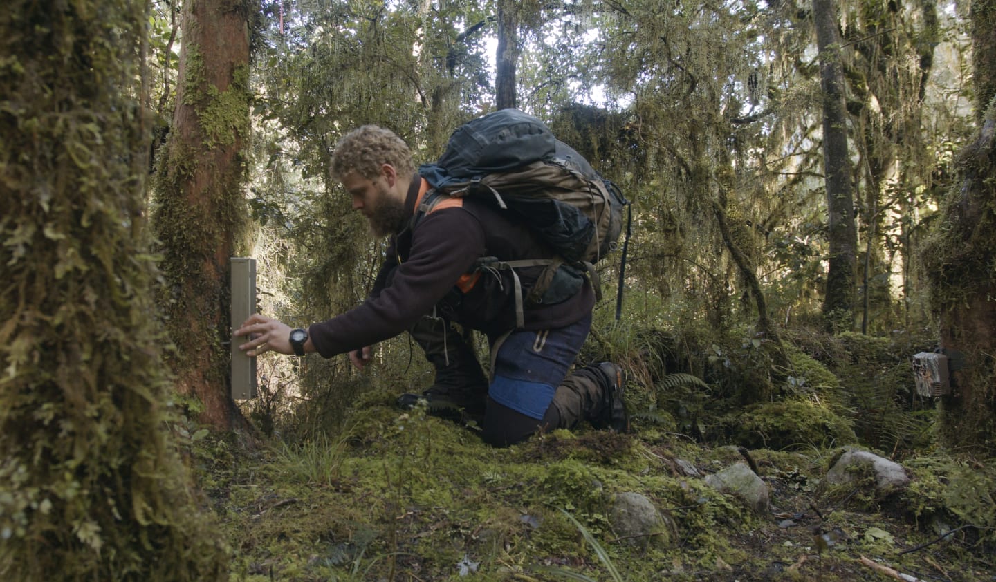 Chad Cottle with automatic lure dispenser, set with trail camera to detect last remaining predators, Perth Valley, South Westland
