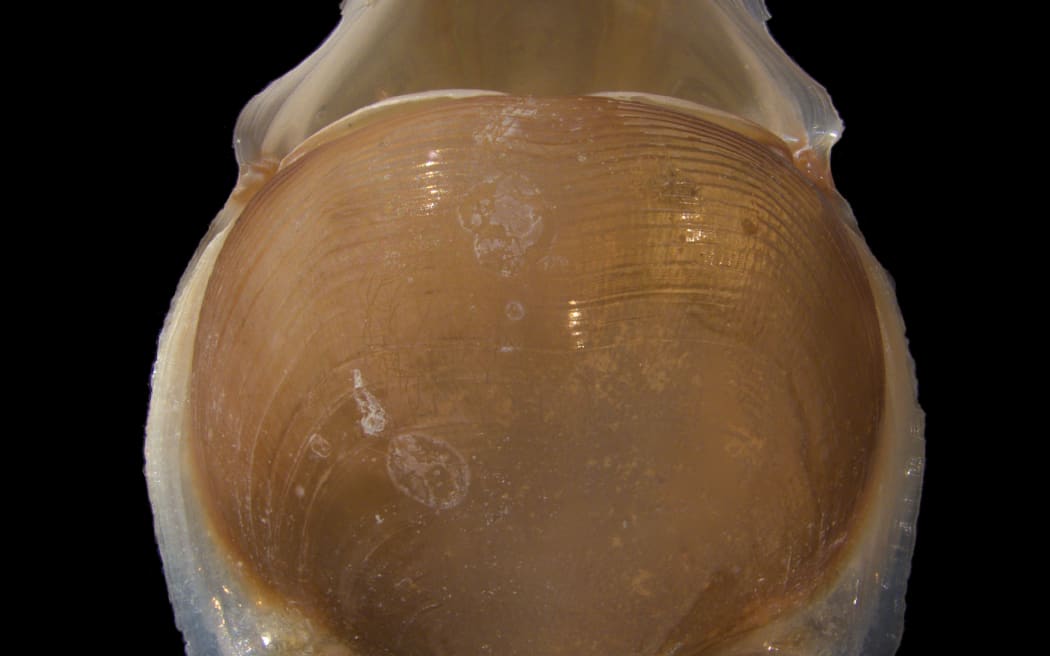 Cavolinia tridentata or sea butterfly
