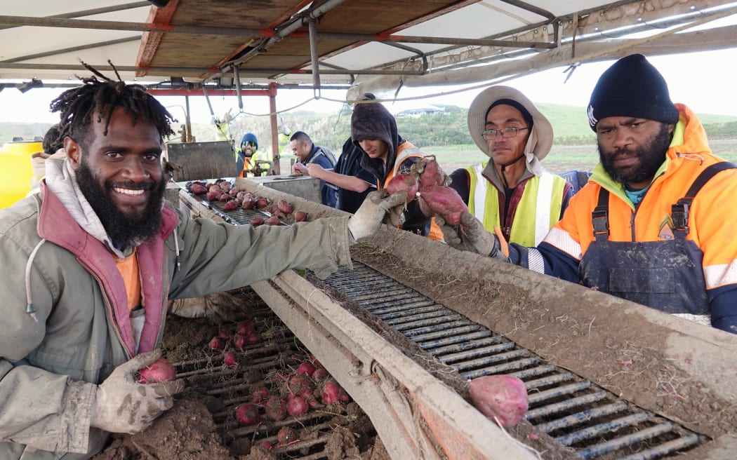 Mansen Makito, left, of Vanuatu, says the 2024 kumara crop is much better than last year's. Photo: RNZ / Peter de Graaf