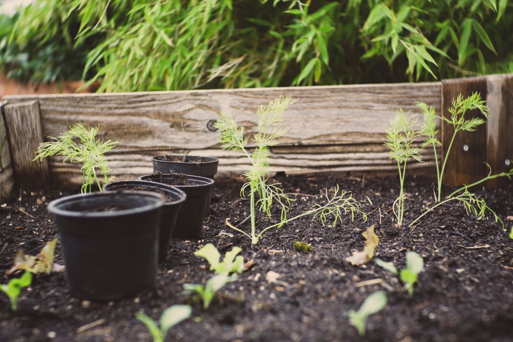 plants