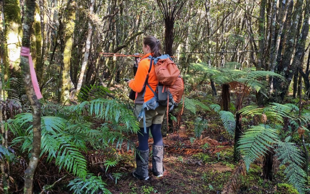 DOC team lead supervisor ranger Anya Kruszewski searches for a juvenile rowi in North Ōkārito.