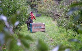 Apple picking in Hawkes Bay
