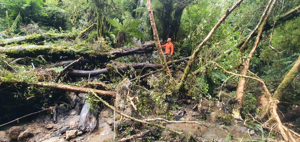 A tree windfall on Waingongoro Track, Taranaki Maunga.