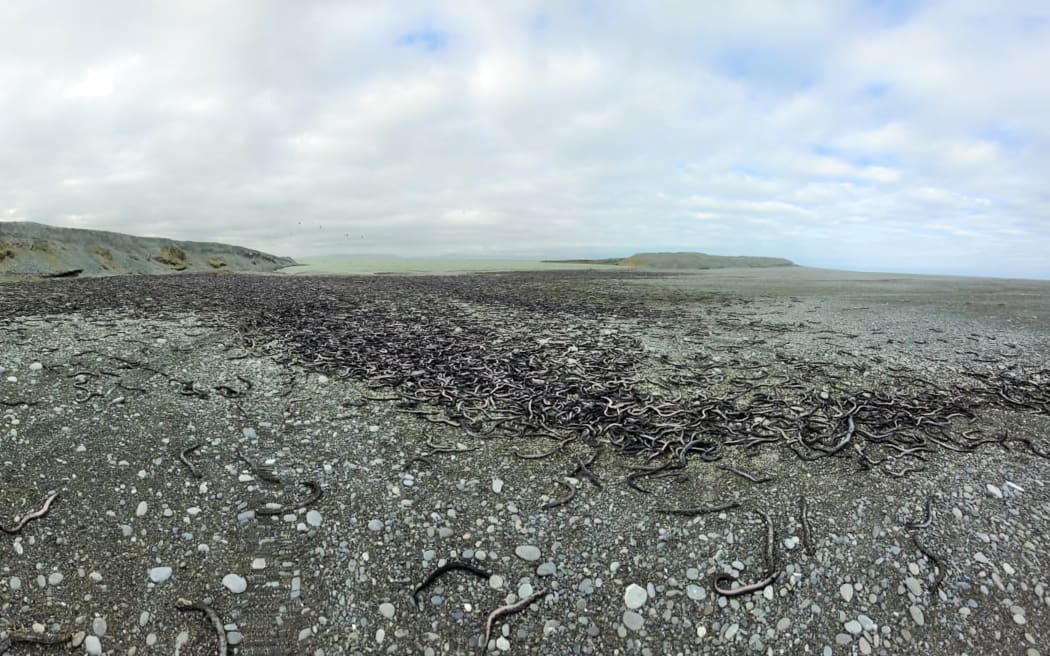 Some of the estimated tonne of eels that stranded and died at Te Waihora Lake Ellesmere.