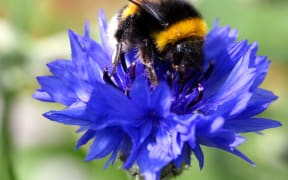 bumblebee, bumblebees