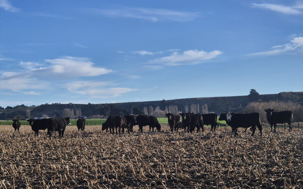 Cattle graze near Whanganui in June.