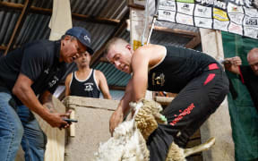 Luke Vernon on the shearing stand with mentor MJ Terry, left, became the first person to shear 500 merino ewes in an eight-hour solo record attempt.