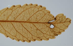 Mummified leaf from Foulden Maar