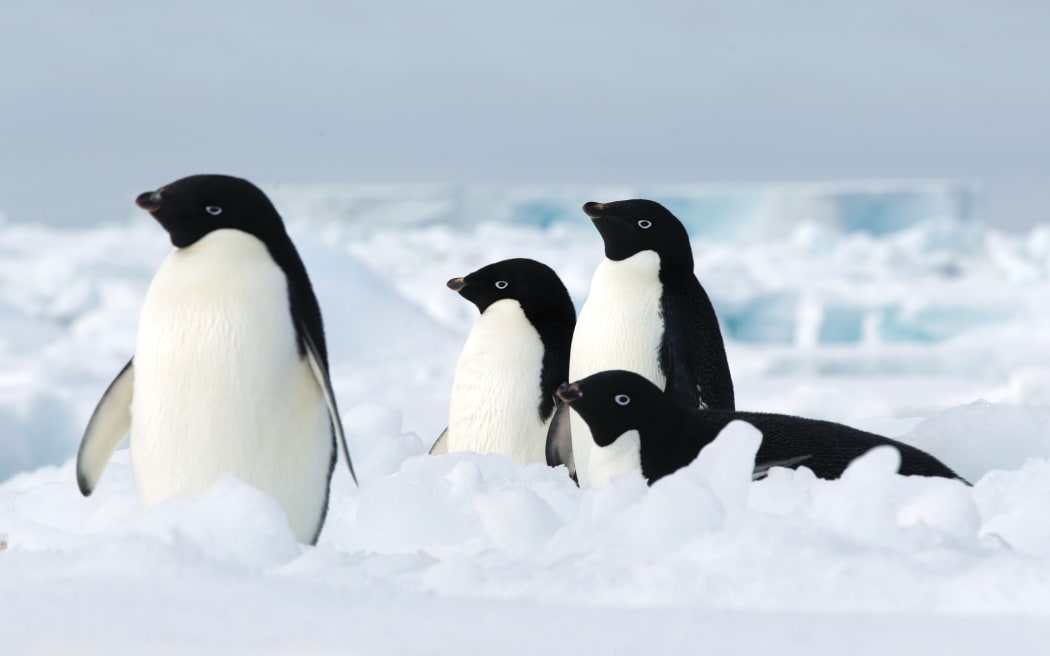 Adelie penguins
