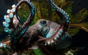 A great escape. By an octopus named Inky.