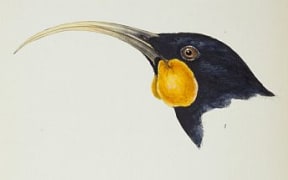 A hand-coloured lithograph of a huia from John Gould's 'A Synopsis of the Birds of Australia, and the Surrounding
Islands 1837–38'